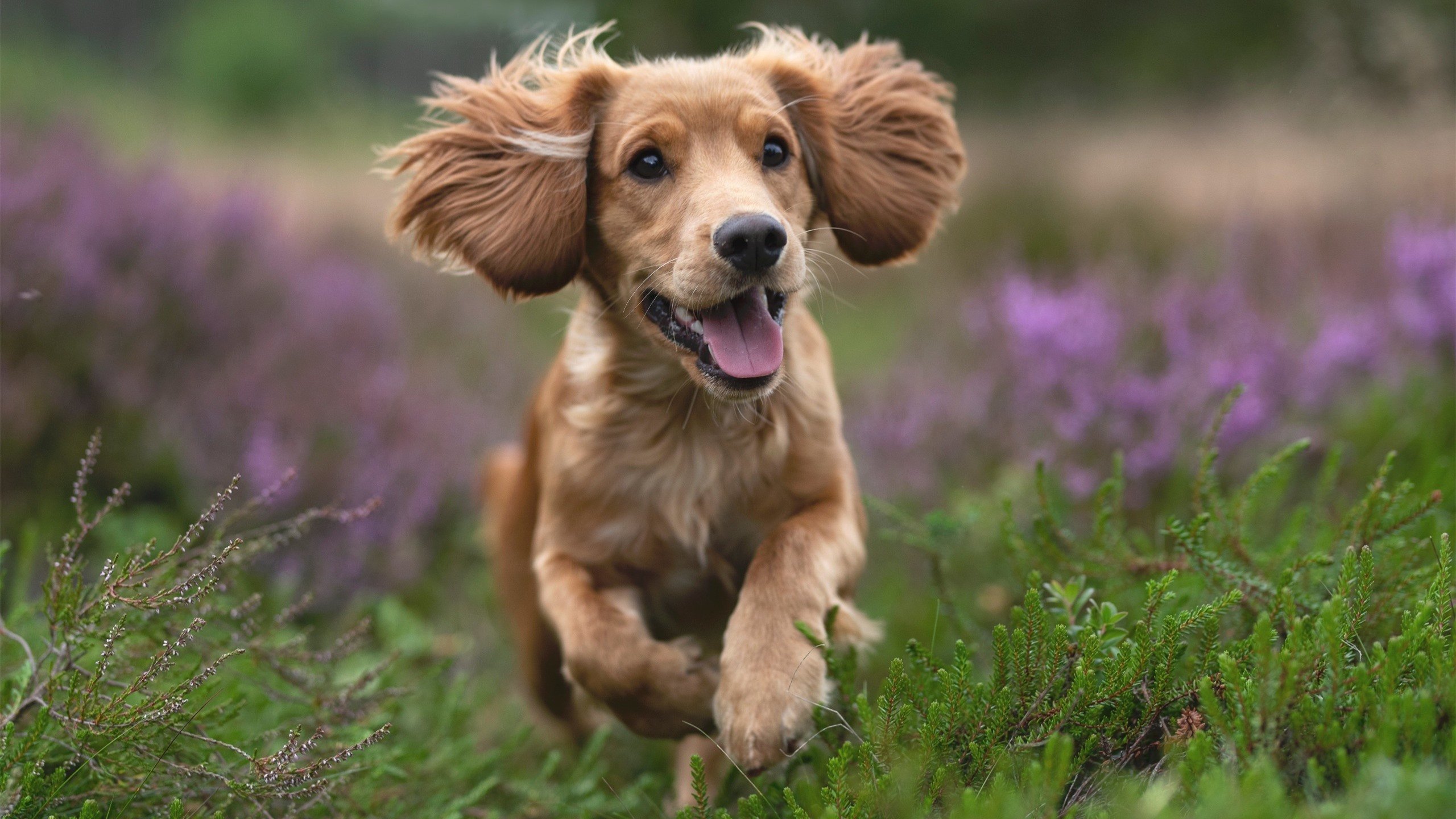 欧冠半决赛焦点战，阿尔及利亚竞技补时绝杀莱比锡红牛，历史性晋级决赛