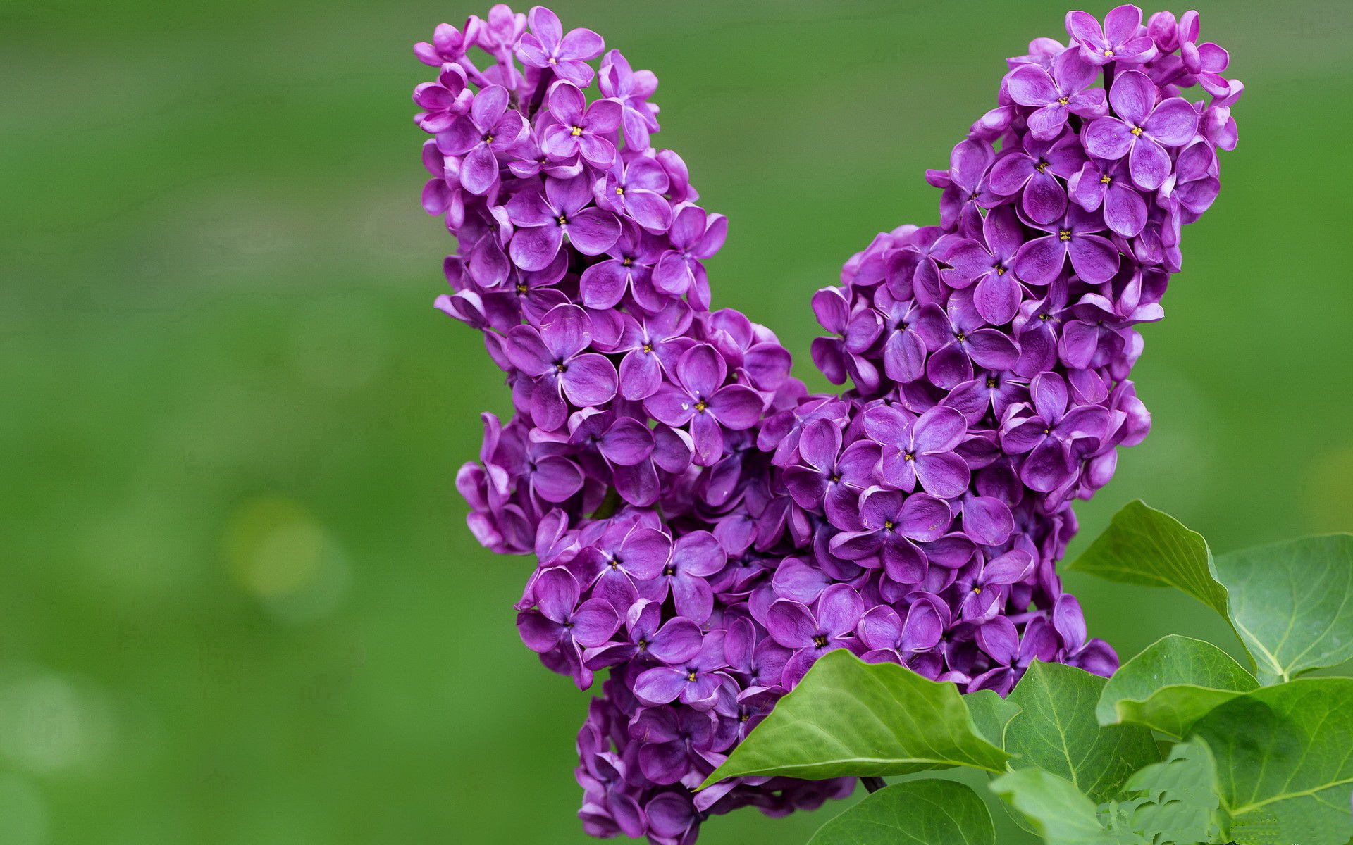 F1街道赛之夜，一颗足球炸弹划破引擎交响曲，黄喜灿如何在心跳间隙定乾坤？