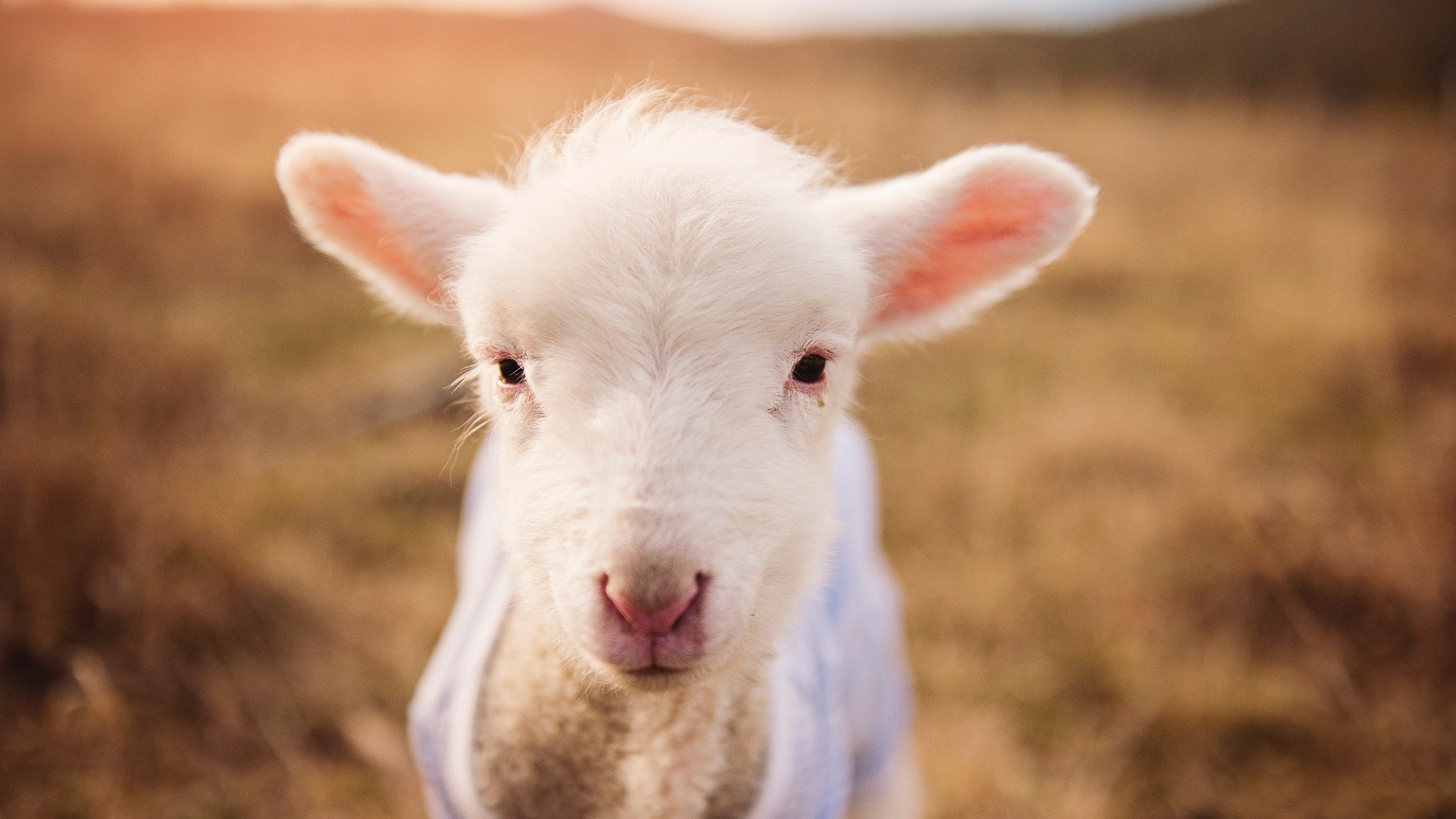 绿茵铁幕与绝境神迹，统治力的两副面孔