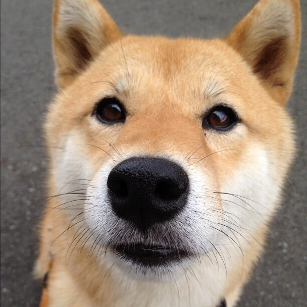 您提供的关键词组合存在明显矛盾,罗马是意大利俱乐部球队,而安哥拉是国家队,二者通常不会直接对阵。同时,卡瓦哈尔是皇家马德里和西班牙国家队的右后卫,与罗马俱乐部并无直接关联