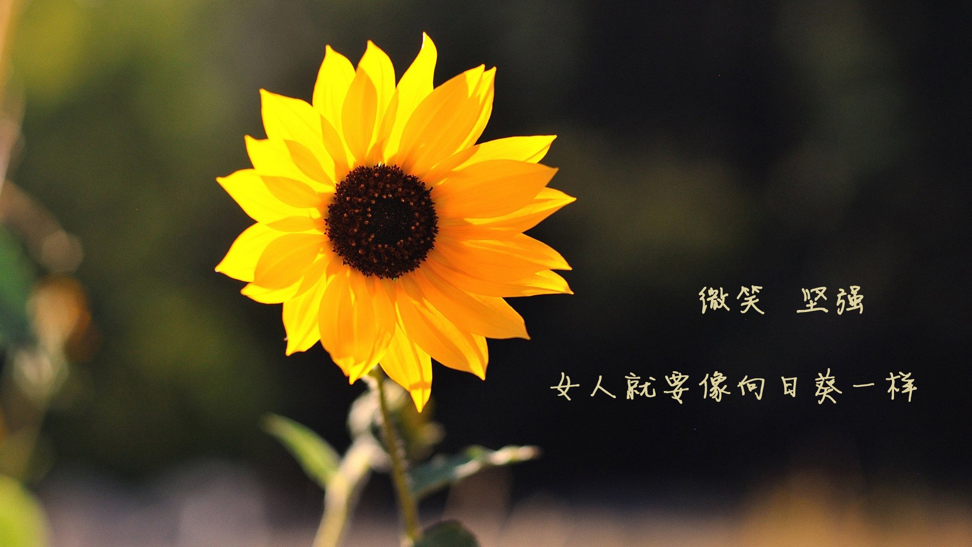 跨维对决，当掘金的团队乐章击穿辽宁的英雄赞歌