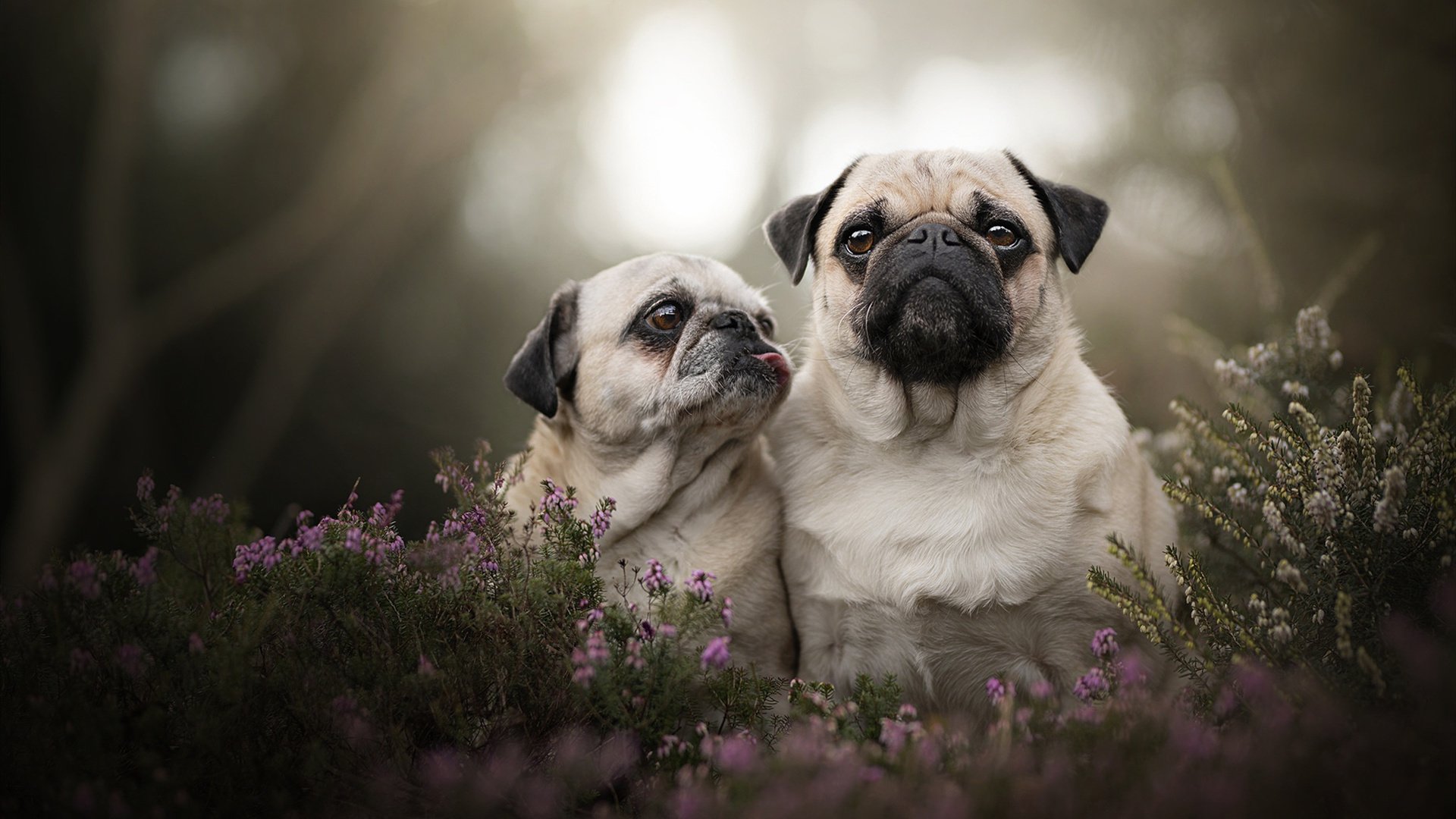 没有硝烟的战争，中国队在荣耀战场全球总决赛抢七夜险胜乌克兰