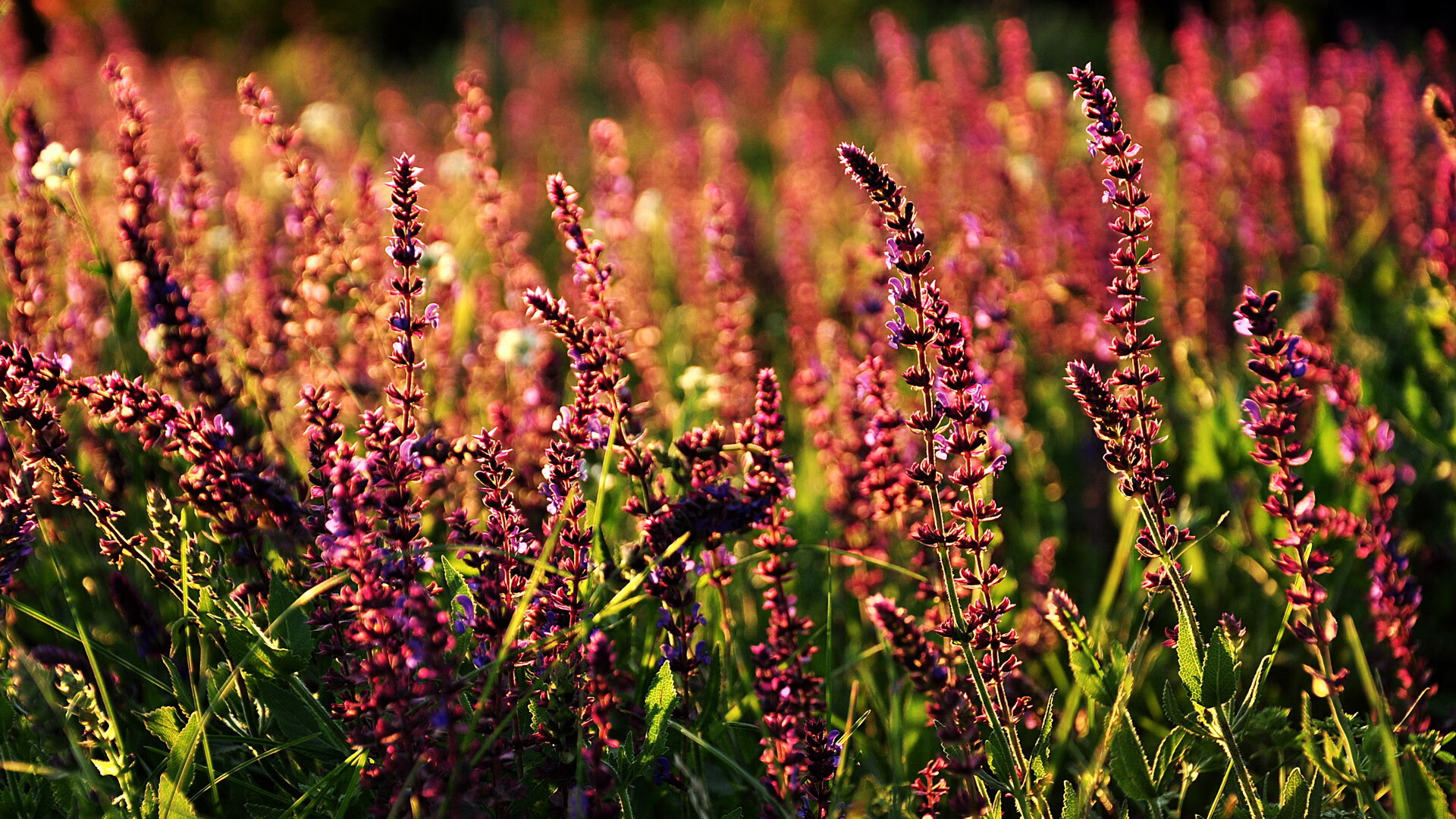 雪鹰掠过潘帕斯，当哈兰德成为奥地利的外籍元帅