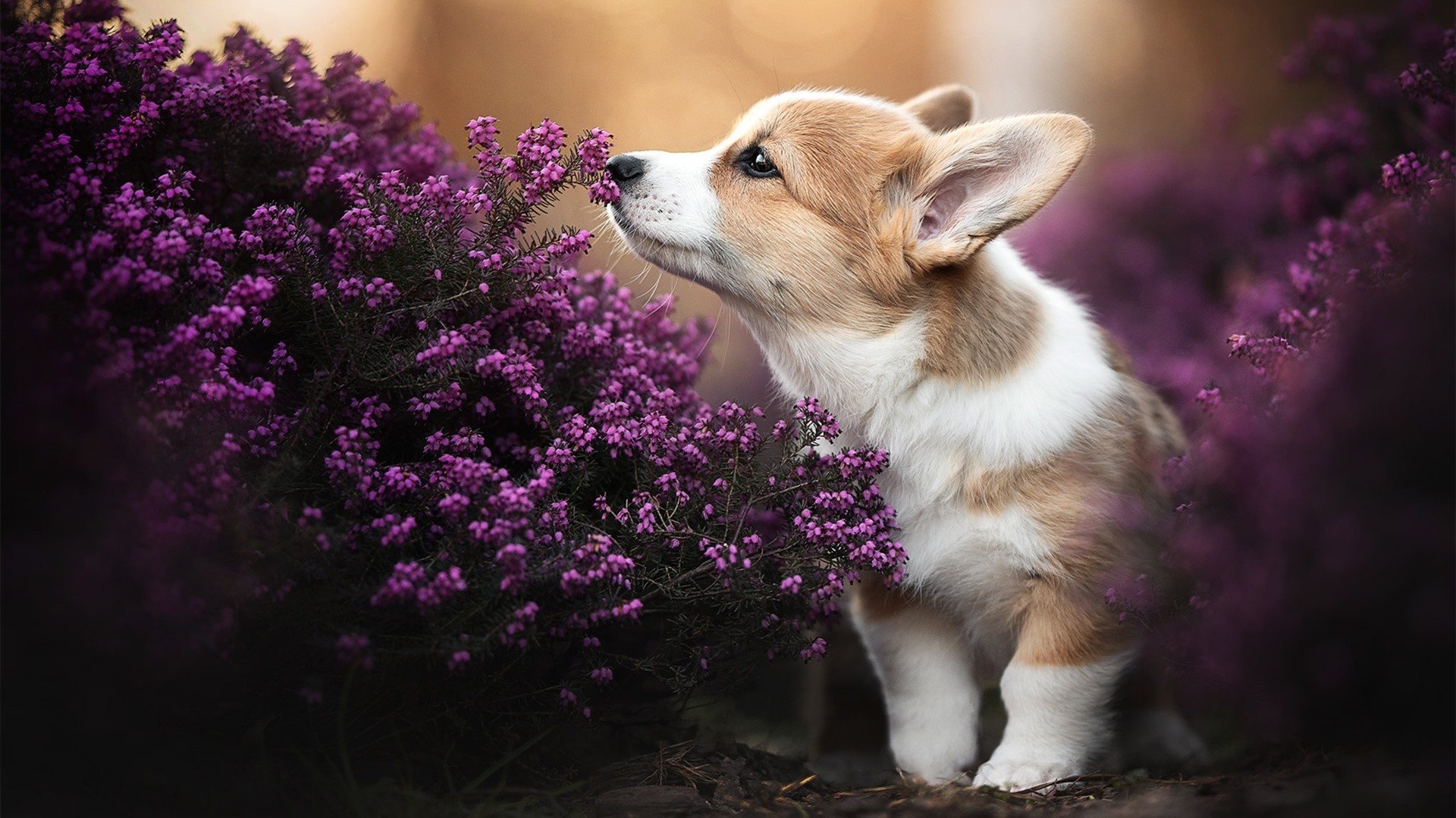 爵士钢铁交响曲,当团队火力的洪流中,利拉德化为最尖锐的利刃