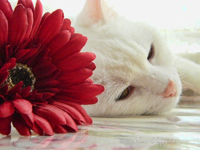 蛰刺帝国，莫兰特第三节风暴将篮网巨舰熔为废铁