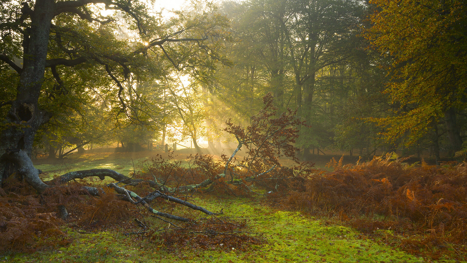 开云体育-临崖的死神，戈麦斯独舞，悬崖边扼住芬兰咽喉