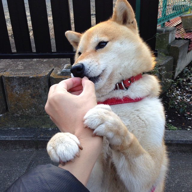 绿茵战场金州风暴，北境坚盾能否抵挡？2026世界杯焦点战前瞻