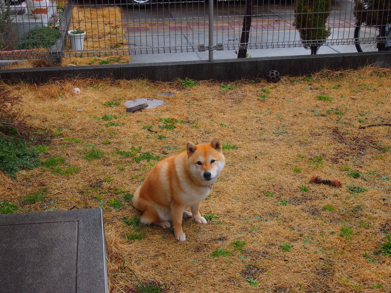 绿茵与硬木的共鸣，从猛龙翻盘鹈鹕解码意甲焦点战的逆转艺术