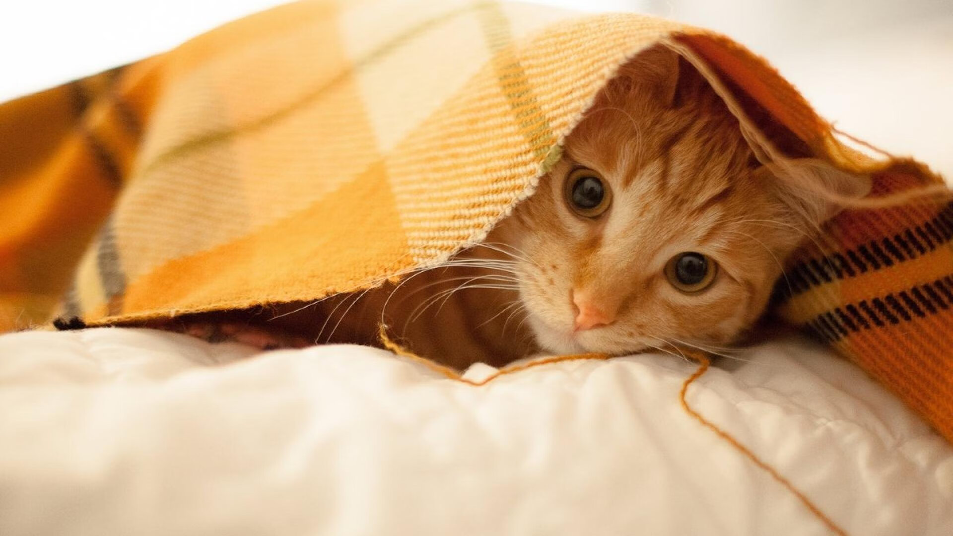 欧文跨越疆界的火焰,当76人的生死战遇上广东的钢铁洪流