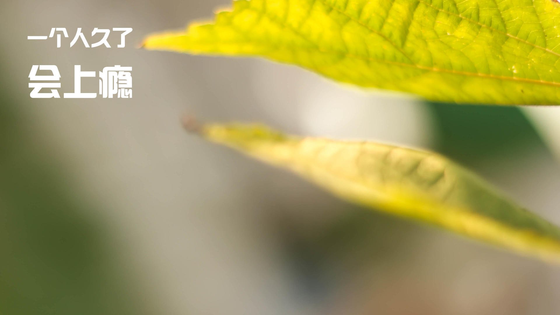 幽影刺客，英格拉姆的绝杀时刻，国王巅峰对决北京队的胜负之夜