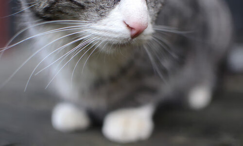 进攻狂潮,奥利维耶无人能挡,洪都拉斯血拼加拿大