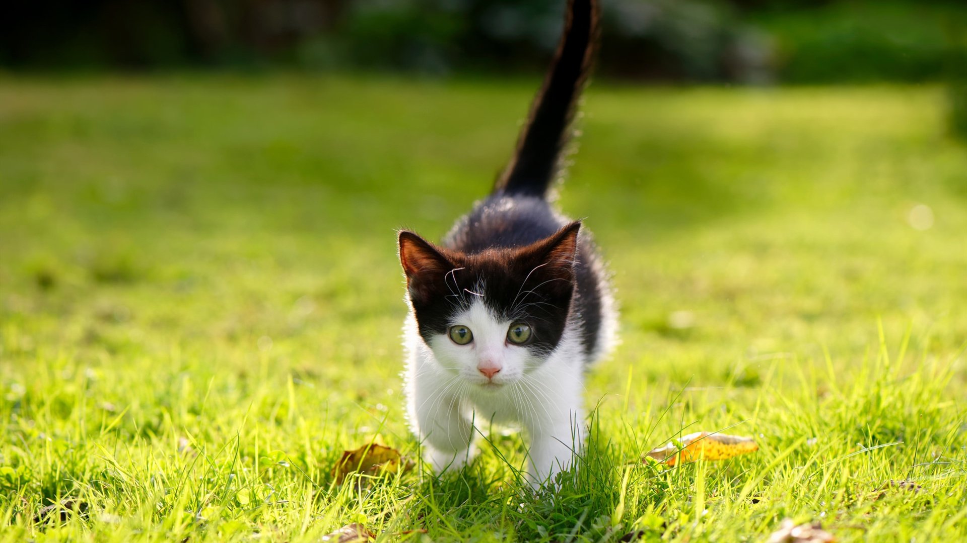 开云体育登录-那一夜，他是唯一的厄德高
